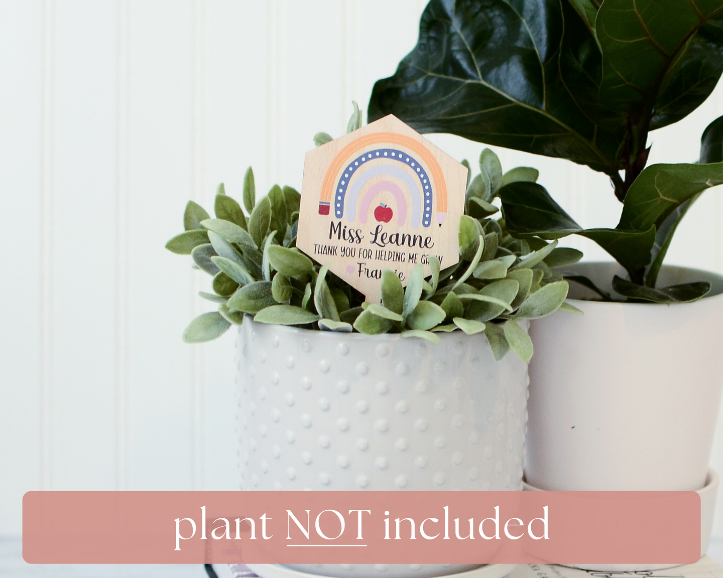 plant not included